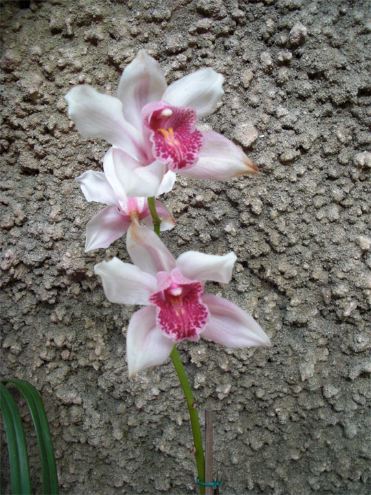 Orchidee Züchtung