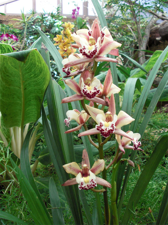 Orchidee botanisches Gewächshaus