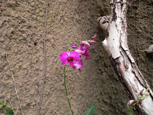 lila Orchideenart