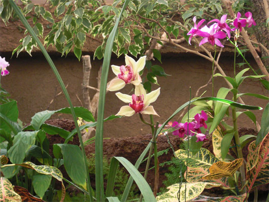 Orchidee Urlaubsfotos Kanarische Inseln