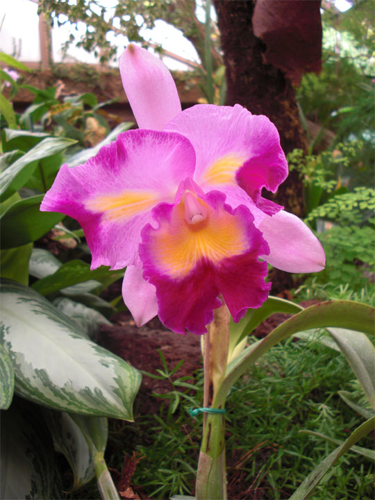 lila Orchidee exotisch