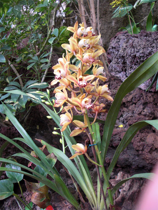 Orchideen Sammlung