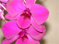 Blüte Orchidee Bild - Orchideenfoto