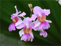 Foto Garten Karibik Orchidee exotisch - Orchideenfoto