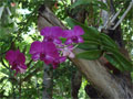 Foto wilde Orchidee violett Tropen ranken - Orchideenfoto