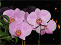 Orchidee violett Blitzlichtfoto Blitzlichtgewitter Orchideenfoto mit Blitzlicht