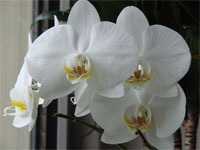 weiße Orchidee Winter Foto