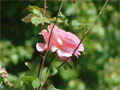 Rose rose Foto Rosenbild
