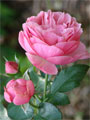 Rosenblüten rosa Blütenpracht Fotos