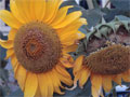Foto Sonnenblume Bild Sonne