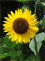 Foto Sonnenblume Blumengarten
