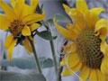 Sonnenblume Dämmerung Sonnenblumenfeld