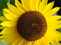 Foto Bild Sonnenblume Gartenpflege
