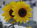 Sonnenblume Sonnenblumenkerne