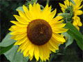 Sonnenblumen Garten Bilder