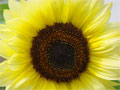 Fotos Sonnenblumenblüte Detail
