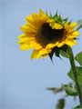 blähende Sonnenblume Foto