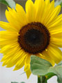 gelber Blätenstaub Sonnenblume Foto