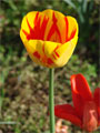 Tulpe gelb rot Muster Vorlagen