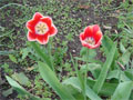 Tulpenfoto Frühling