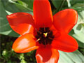 sechsblättrig Tulpe rot