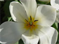 sechsblättrig Tulpe weiß