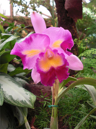 Lila Orchidee Foto
