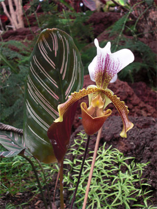 Orchidee Blatt subtropisch