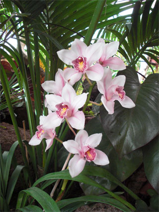 Orchidee Blütenmeer