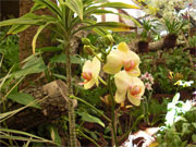 Orchideenhaus Palmitos Park