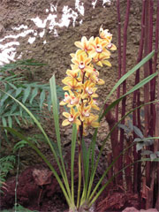 Orchidee Sammlung