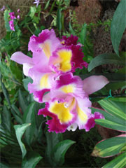 Orchideenbluete Orchideenhaus