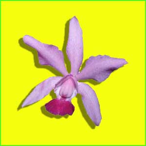 Orchidee exotisch Foto Bild Motiv