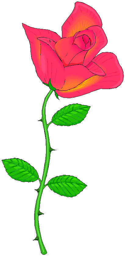 Rosen - Rose - Studie - German Flower Power