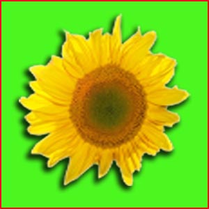 Sonnenblume Bild Foto Sonnenschein