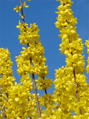 Strauch gelbe Blüten