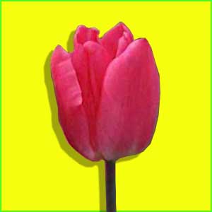Tulpe Schnittblume